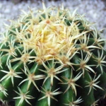 Echinocactus grusonii intermedius