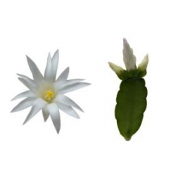 Sirius -flowering plant in 9cm container-
