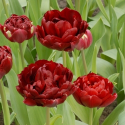 Tulip Antracite