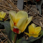 Tulip Glück